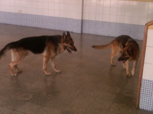 Fanny e Iyer (2)
